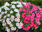 Hướng dẫn trồng hoa dừa cạn trang trí ban công, hàng quán