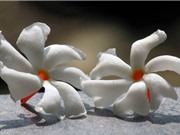 Dạ hoa - loài hoa đẹp mỏng manh tựa sương sớm