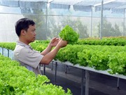 Thu 3,5-4,5 triệu/ngày nhờ trồng xà lách theo phương pháp thủy canh