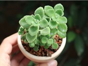 Tự trồng nhất mạt hương giúp thư giãn, hợp phong thuỷ