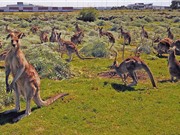 Nỗ lực ngăn cản chương trình diệt trừ kangaroo ở Australia