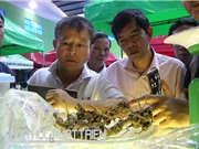 Hoàn thiện bộ công cụ ngăn sâm Ngọc Linh giả