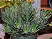 Kỹ thuật trồng và chăm sóc sen đá móng rồng