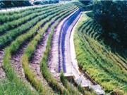 Chống sạt lở đất bằng thảm thực vật