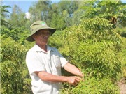 Cải tạo đất sỏi đá trồng đinh lăng lãi 150 triệu đồng sau 3 đợt thu hoạch
