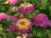 Ngũ sắc - loài hoa đẹp dùng để trị bách bệnh