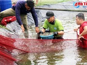Người nuôi tôm Hà Tĩnh lãi lớn vì giá tăng cao