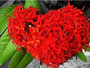 Mẫu đơn đỏ - loài hoa tượng trưng cho sắc đẹp và sự giàu sang