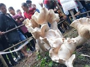 'Nấm vua' cao gần một mét ở Trung Quốc