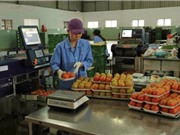 Mở rộng mô hình trung tâm sau thu hoạch tại Lâm Đồng