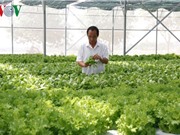 Trồng rau sạch bằng công nghệ hiện đại mang lại hiệu quả cao