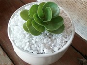 Cách trồng sen đá lục bình trang trí bàn làm việc