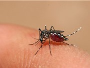 Cách bay ngược đời của muỗi khiến người bị đốt khó phát hiện