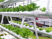 Trồng rau thu 10 triệu USD, bán chuối gom 30 tỷ đồng