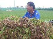 Kỹ thuật canh tác tỏi ở Lý Sơn