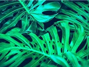Quân đội Mỹ muốn biến cây cối thành công cụ tình báo