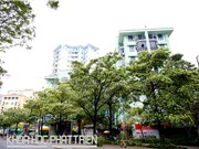 Làm cho hoa sữa thơm dịu hơn?