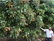 Kỹ thuật "ép" nhãn chín muộn: Trái ngon, giá "ngọt"