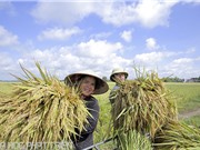 Chương trình Nông thôn – Miền núi: Những con số đo đếm hiệu quả khoa học và công nghệ
