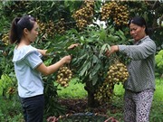 Đầu tư làm nông thôn mới, Sông Mã có nhiều tỷ phú
