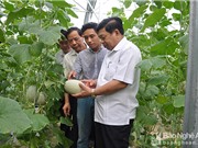 Nghệ An phấn đấu nông nghiệp công nghệ cao chiếm 20% giá trị sản xuất
