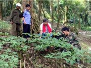 Xây dựng cơ chế ưu đãi cho sâm Ngọc Linh
