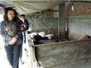Hải Phòng: Triển khai hai mô hình ứng dụng tiến bộ KH&CN trong sản xuất nông nghiệp