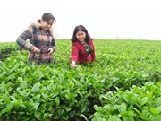 Người góp phần thay đổi năng suất giống chè Việt Nam
