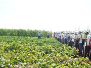 Phát huy mối liên kết để nền nông nghiệp phát triển mạnh mẽ