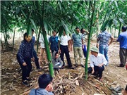 Măng bát độ Hữu Lũng: Mở rộng diện tích và xây dựng nhãn hiệu tập thể
