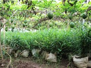 Bắc Ninh: Trồng gừng xen gấc cao sản đạt hiệu quả kinh tế cao gấp 3-4 lần so với trồng lúa