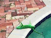Lý giải hiện tượng cự đà đông cứng rơi như mưa ở Mỹ