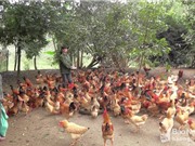 Nghệ An: Xây dựng thương hiệu gà thả đồi Yên Thành