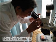 Vi mạch Việt Nam, bao giờ thành suối?