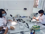 Thả muỗi Wolbachia để diệt muỗi sốt xuất huyết từ tháng 3/2018