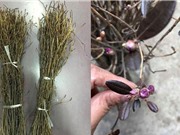 Chuyên gia lý giải sự thật về hoa đỗ quyên ngủ đông bị tẩm hóa chất