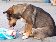 Thịt sống gây nguy hiểm cho cả thú nuôi và chủ 