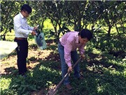 PGS-TS Tất Anh Thư - ĐH Cần Thơ: Phát triển vi sinh vật bản địa có lợi cho cây trên đất phèn