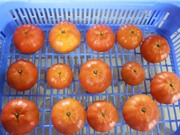 Bắc Giang: Công nghệ bảo quản cam đường canh bằng màng chitosan