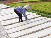 Gắn tem truy xuất nguồn gốc sản phẩm mỳ Chũ