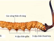 Nhận biết đông trùng hạ thảo thật và giả