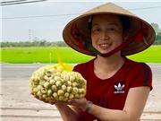 Canh tác nấm rơm indoor