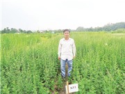 Giấc mơ làm mới các sản phẩm dược liệu