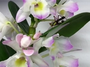 Khoảnh khắc "bông hoa" vươn mình thành bọ ngựa bắt châu chấu cực nhanh