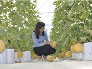 Trồng dưa lưới công nghệ cao giữa lòng thành phố