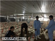 Nuôi gà công nghệ, một bước ra thế giới