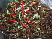 Dế: nguồn thực phẩm lớn trong tương lai 