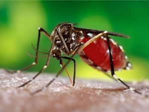 Lý do khiến một số người hay bị muỗi đốt hơn