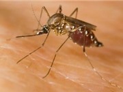 Brazil phát hiện 8 đột biến gene của virus sốt vàng da