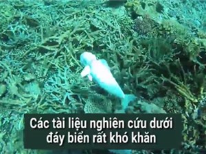 Cá robot độc nhất giúp khám phá đại dương
